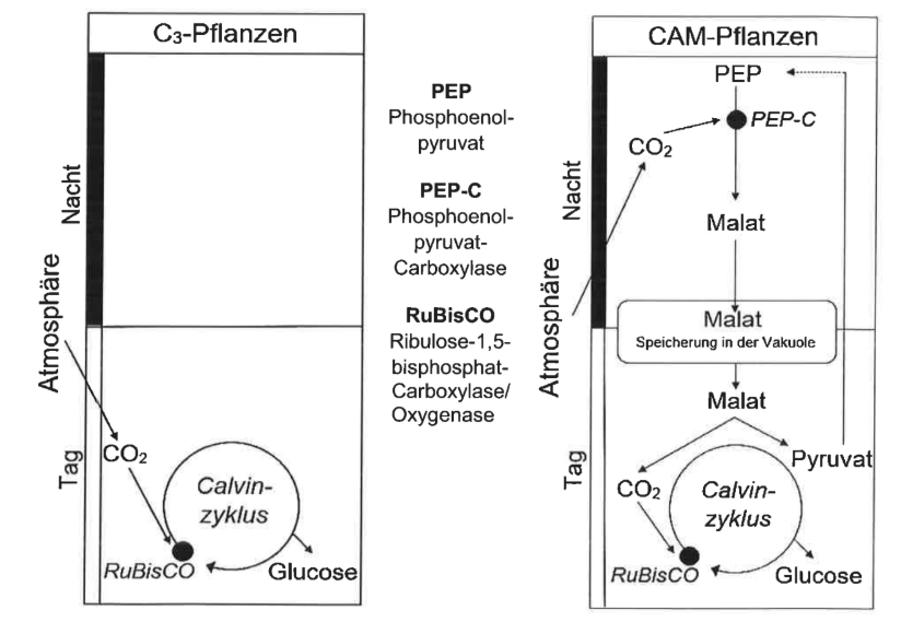 Vergleich der CO₂-Fixierung bei C₃- und CAM-Pflanzen während Tag und Nacht.